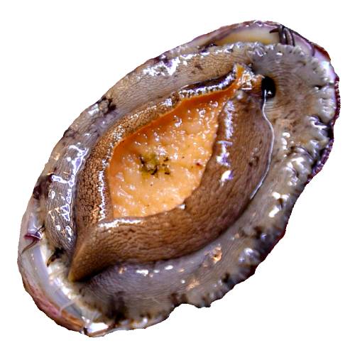 Abalone also called ear shells or sea ears and muttonfish or muttonshells and ormer or perlemoen also called paua is a marine gastropod mollusc.