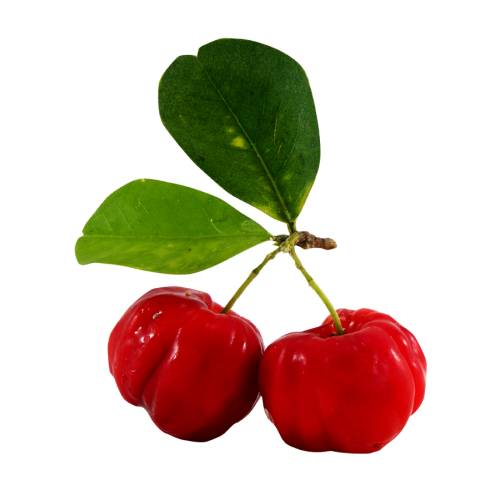 Malpighia emarginata is a tropical fruit bearing shrub or small tree in the family Malpighiaceae. Common names include acerola Barbados cherry West Indian cherry.
