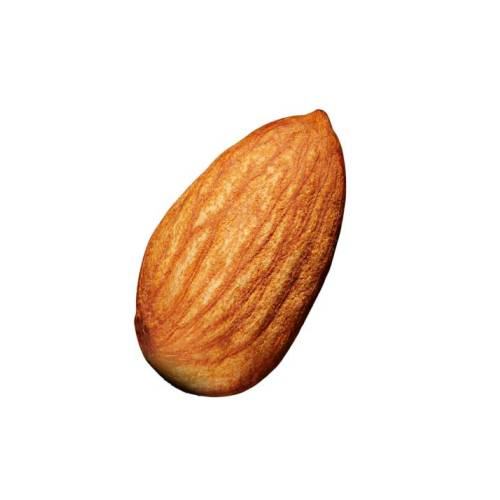 The almond is a species of tree native to Mediterranean climate regions of the Middle East although it has been introduced elsewhere.