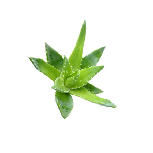 Aloe Vera - Aloe vera is a succulent plant species of the genus Aloe.