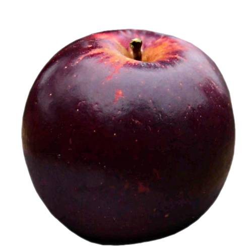 Arkansas Black apple are generally medium sized with a somewhat flattened shape and generally a very dark red on the tree occasionally with a slight green blush where hidden from the sun the apples grow darker as they ripen becoming a very dark red or burgundy color.