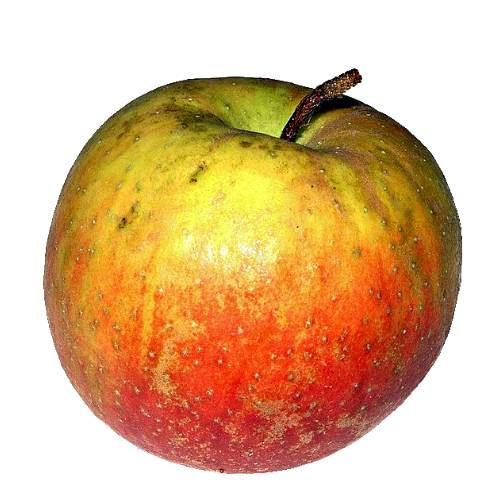 Apple Belle De Boskoop - Belle De Boskoop apple is essentially a dual purpose apple suitable for both dessert and culinary uses and works equally well in a savoury salad or can be used sliced in continental style apple pies and flans.