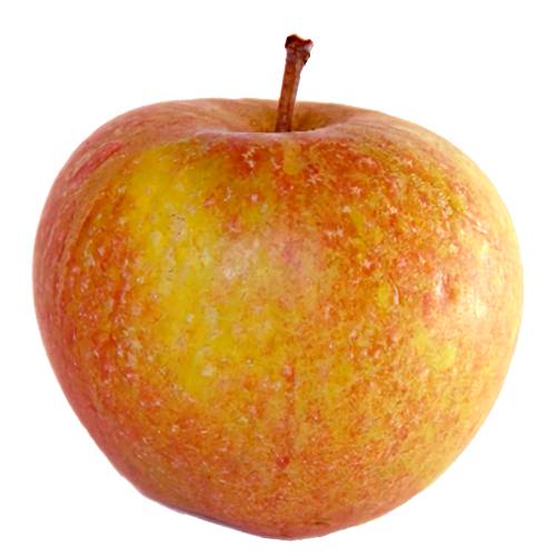Apple Coxs Orange Pippin - Coxs Orange Pippin apple thrived in the cooler weather and has a striking and attractive orange red colouring.