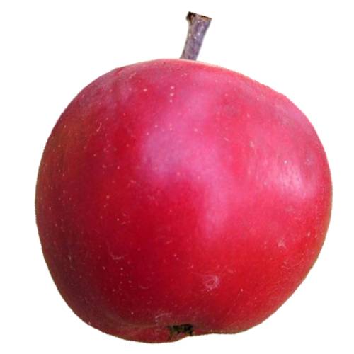 Apple Discovery - Discovery apple is an early season dessert apple cultivar and one of its parents was the Worcester Pearmain with the pollinator thought to possibly be Beauty of Bath.