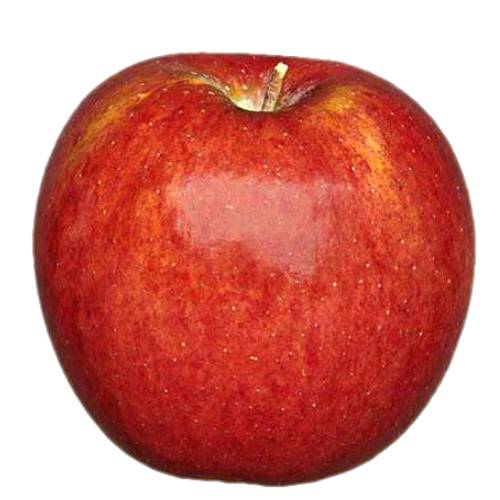 Apple Envy - Envy Apple with its extraordinary texture and crunch refreshingly super sweet taste and beautiful golden red colors.