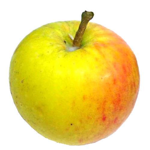 Apple James Grieve - James Grieve apple is an old variety is a savoury juicy apple with strong acidity it makes a sweet and delicate stewed.