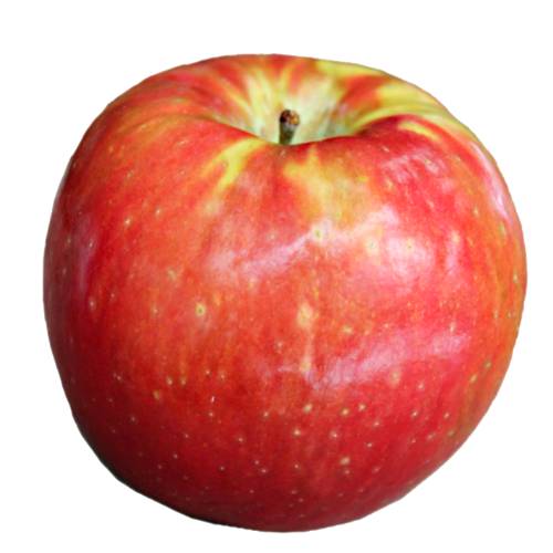 SugarBee apple is full of intense flavors like honey caramel and molasses.