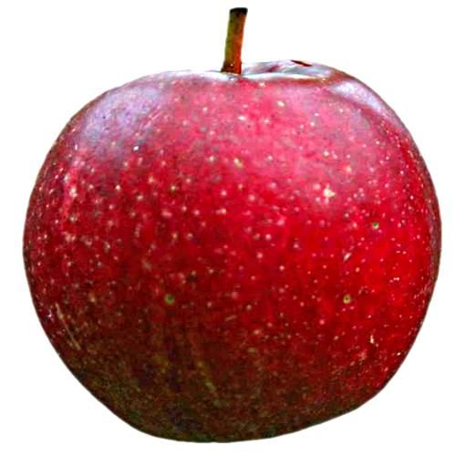 Summerred Apple this deciduous fruit tree is a cross between the Canadian heritage apple McIntosh Red and the extremely popular Golden Delicious Apple cultivar.