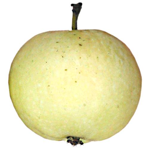 Apple Yellow Transparent - Transparent Yellow apple with soft green and yellow color and thick skin with bitter sweet flesh.
