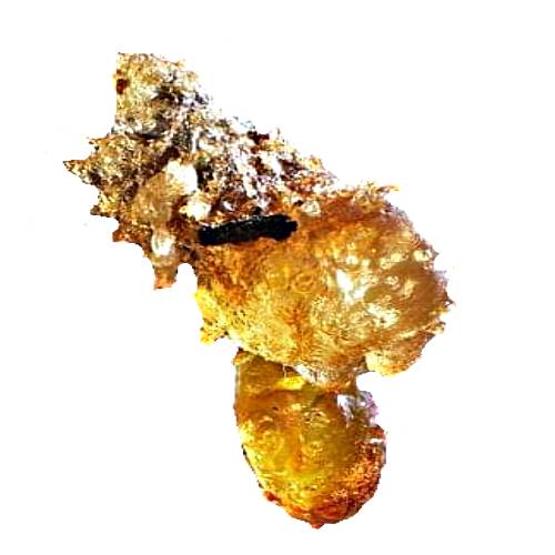 Balsam - Balsam is a sap which forms on certain kinds of trees and shrubs and Balsam is latin for gum of the balsam tree.