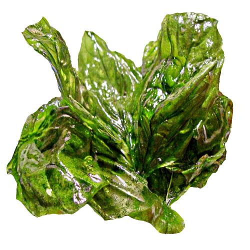 Basil Fried - Fried Basil is cleaned then dried basil leaf in a bouquet deep fried in hot oil.