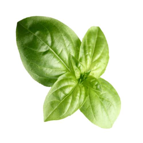 Basil - Basil also called great basil or Saint Josephs wort is a culinary herb of the family Lamiaceae mints.