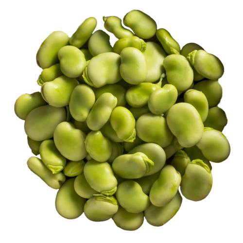 Bean Fava - Fava Bean also called broad bean or faba bean is a legume and are plants in the pea family group.