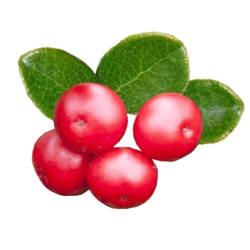 Bearberries are species of dwarf shrubs they are adapted to Arctic and Subarctic climates and have a circumpolar distribution in northern North America Asia and Europe.