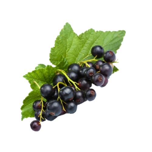 Blackcurrant Pulp - Blackcurrant pulp is blackcurrant cut and mashed into small pices.