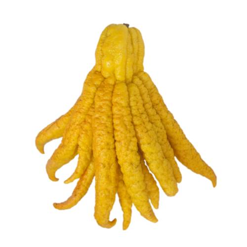 Citrus medica var sarcodactylis or the fingered citron is an unusually shaped citron variety whose fruit is segmented into finger like sections resembling those seen on representations of Buddha.