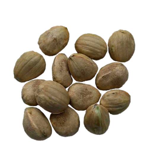 Bunya Nut or Araucaria bidwillii is a large evergreen coniferous tree in the plant family Araucariaceae and is found in wet tropics.