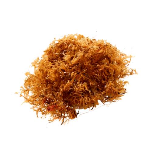 Carrageen Irish Moss - Irish moss also carrageenans or carrageenins are a family of linear sulfated polysaccharides that are extracted from red edible seaweeds. They are widely used in the food industry for their gelling thickening and stabilizing properties.