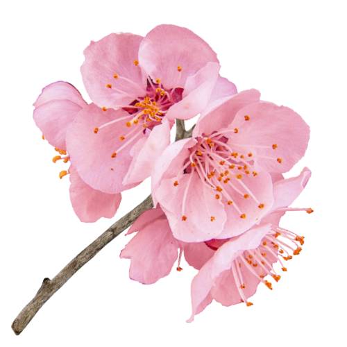 Cherry Blossom Flower - Cherry Blossom Flower is a flower of many trees of genus Prunus or Prunus subg. Cerasus. They are also known as Japanese cherry and Sakura. They generally refer to ornamental cherry trees not to be confused with cherry trees that produce fruit for eating.