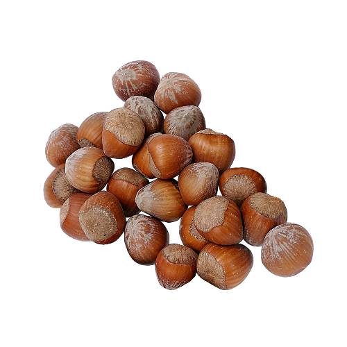 Chestnuts are a group of eight or nine species of deciduous trees and shrubs in the genus Castanea in the beech family Fagaceae. They are native to temperate regions of the Northern Hemisphere. The name also refers to the edible nuts they produce.