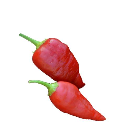 Chili Chimayo - Chimayo Chili has 4000 to 6000 scoville heat units and are a chile that is deeply rooted in native north america and the name chimayo comes from the tewa indian word which means flaking red stone.