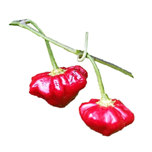 Christmas Bell Chili also called Bishops Crown look like Christmas tree baubles and bright red in color are a mild spiced chili.