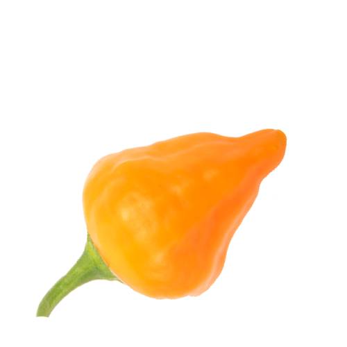 Chili Fatalii - Fatalii Chili has 125000 to 325000 scoville heat units andcomes from southern or central Africa from chilies introduced from the Americas and is fruity citrus flavor.