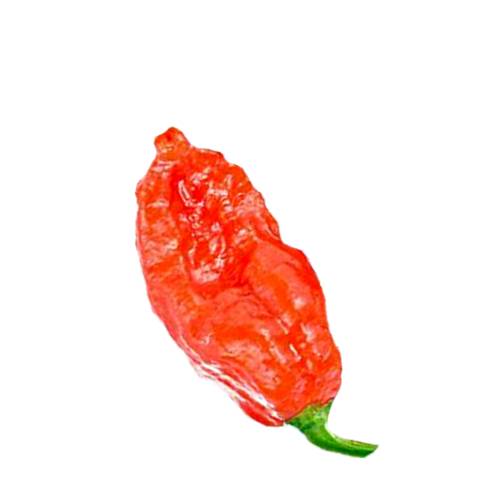 Ghost Pepper chili also Bhut Jolokia has between 855000 to 1041427 scoville heat units and is an interspecific hybrid chili pepper cultivated in Northeast India and is a hybrid of Capsicum chinense and Capsicum frutescens and is closely related to the Naga Morich.
