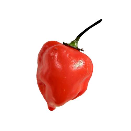 Habanero chili peppers have 100000 to 350000 scoville heat units and is a hot variety of chilli peppers and is short and bright in color.