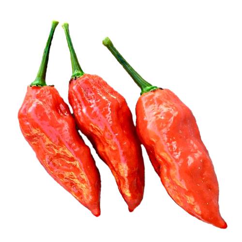 Chili Naga Morich - Naga Morich Chili has over 1000000 scoville heat units or 1 million SHU and is a strong spicy pepper variety and grown in India and Bangladesh.