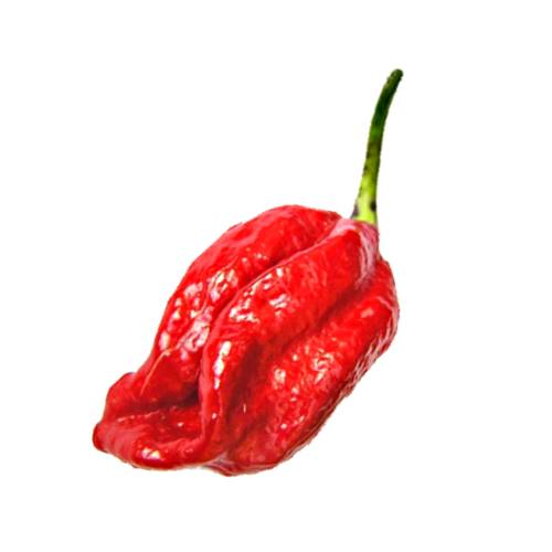 Chili Naga Viper - Naga Viper chili is exceptionally hot and has 1382000 to 1382118 scoville heat units and is a three way hybrid and bright red in color.