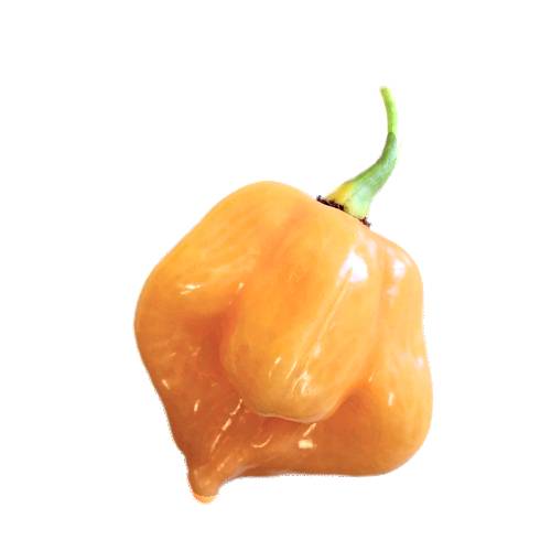 Scotch Bonnet Chili has 100000 to 350000 scoville heat units and also known as bonney peppers or Caribbean red peppers.