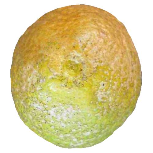 Citrofortunella - Citrofortunella are a large group of commercial hybrids that cross the kumquat with other citrus.