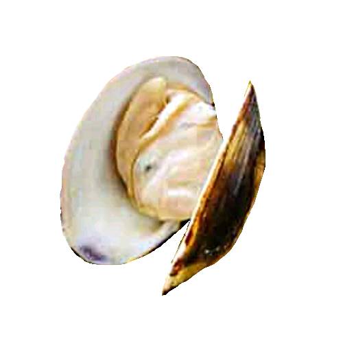 Cooked Clam are cooked by poaching frying and can come in many flavours.