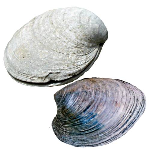 Clam is a bivalve mollusc with outer shell and connected by two adductor muscles and found in freshwater and salt water.