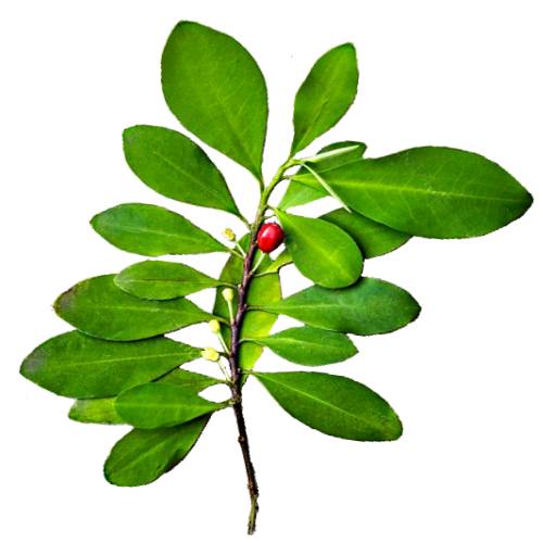 Coca Leaf - Coca Leaf is any of the four cultivated plants in the family Erythroxylaceae native to South America.