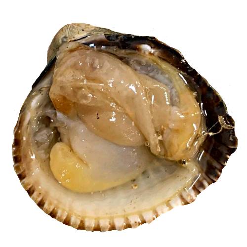Cockle Smoked - Smoked Cockle can be cold smoked or hot smoked and is best served quicky after smoking.