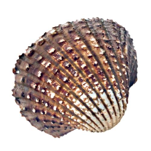 Cockle is an edible marine bivalve mollusc and although many small edible bivalves are loosely called cockles true cockles are species in the family Cardiidae.