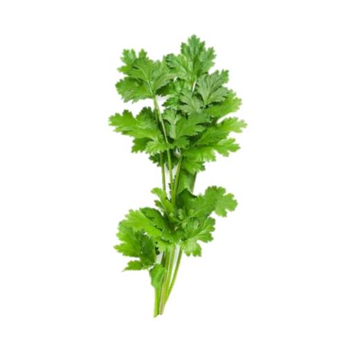 Coriander - Coriander also known as cilantro is an annual herb in the family Apiaceae.