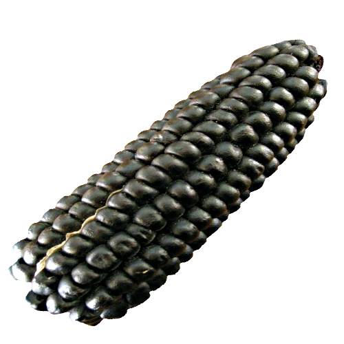 Corn Black - Black corn also called black maize is a deep dark black color and sweet in flavour and good to eat.