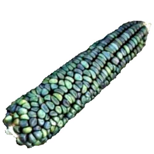 Corn Green - Green corn also called green maize is a light to dark green color and is good for eating.
