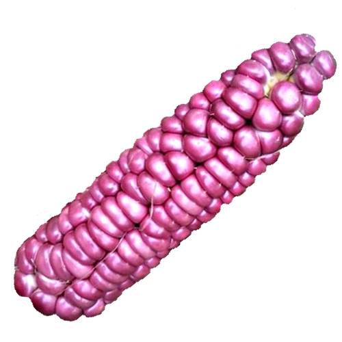 Corn Pink - Pink corn also called pink maize is a light pink color and sweet in flavour.