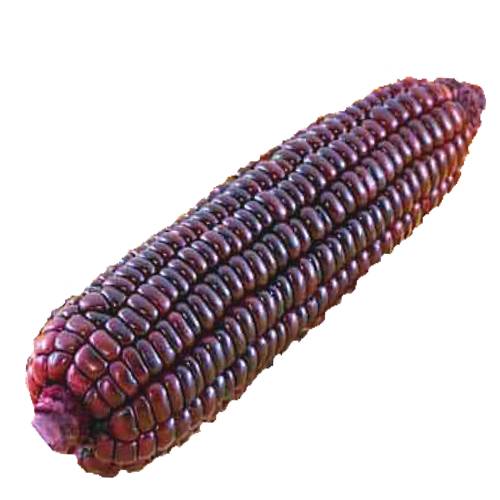 Purple corn also called purple maize is a dark bright purple color and tasty to eat.