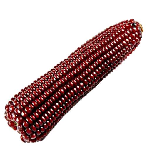 Corn Red - Red corn also called red maize is a red color with a sweet flesh.