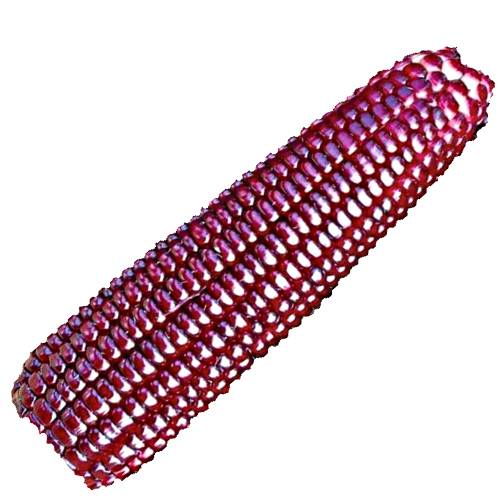 Corn Scarlet - Scarlet corn also called scarlet maize is a bright scarlet color and tasty to eat.