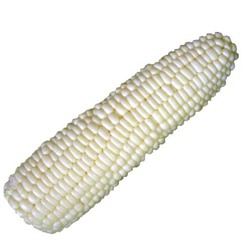 Corn White - White corn also called white maize is a bright white color and sweet in flavour.