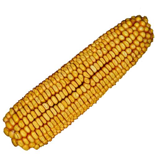 Corn Yellow - Yellow corn also called yellow maize is a rich light yellow color and is good for eating.