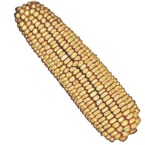 Corn - Corn also called Maize is a cereal grain that come in a number of colors and can be eaten in may ways.