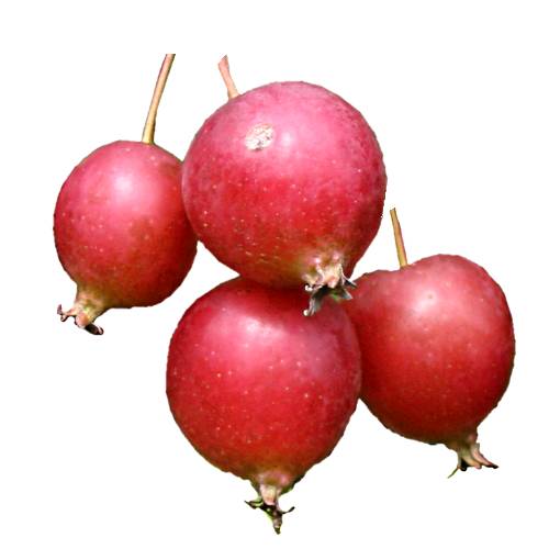 Crabapple or Malus is a genus of about 30 55 species of small deciduous trees or shrubs in the family Rosaceae including the domesticated orchard apple.