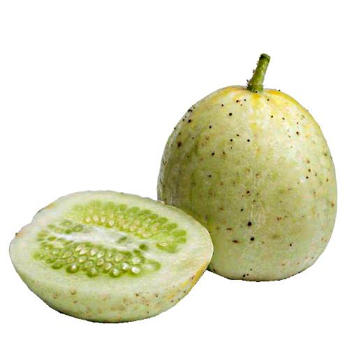 Cucumber Apple - Cucumber apple have white to light yellow green skin and white flesh and they are shorter and have a more rounded oval shape than the common cucumber.
